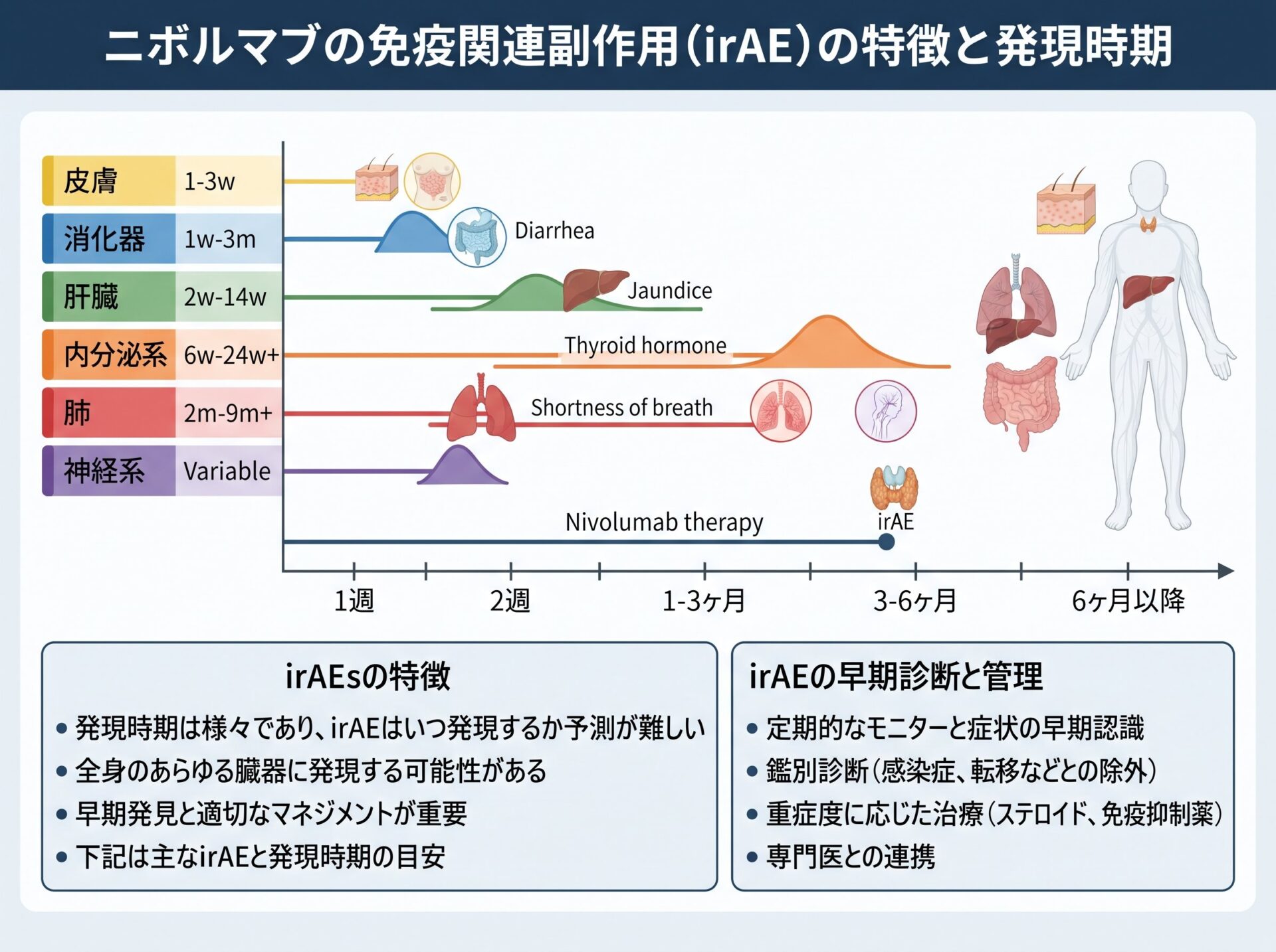 ニボルマブの免疫関連副作用（irAE）の特徴と発現時期