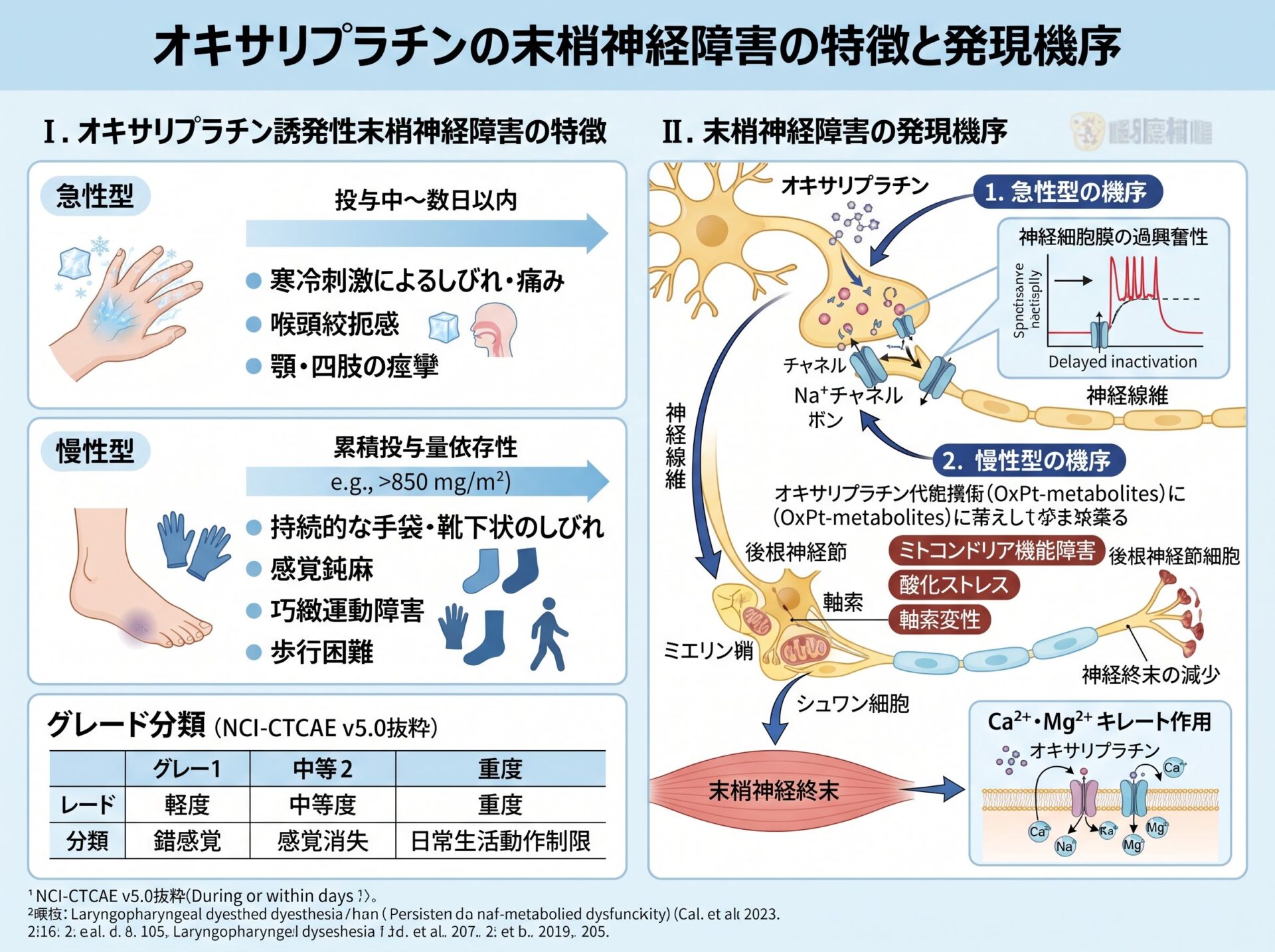 オキサリプラチンの末梢神経障害の特徴と発現機序