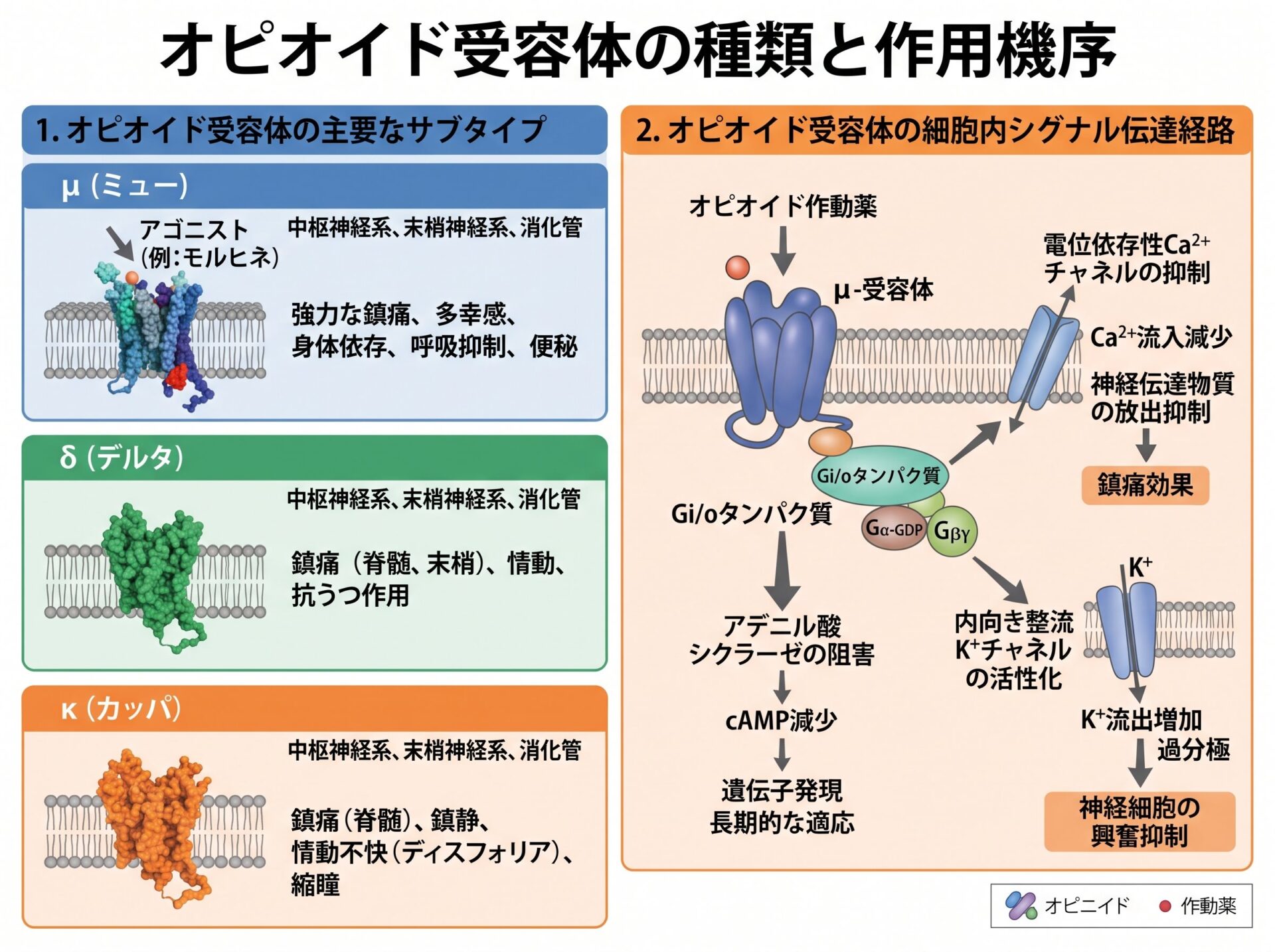 オピオイド受容体の種類と作用機序