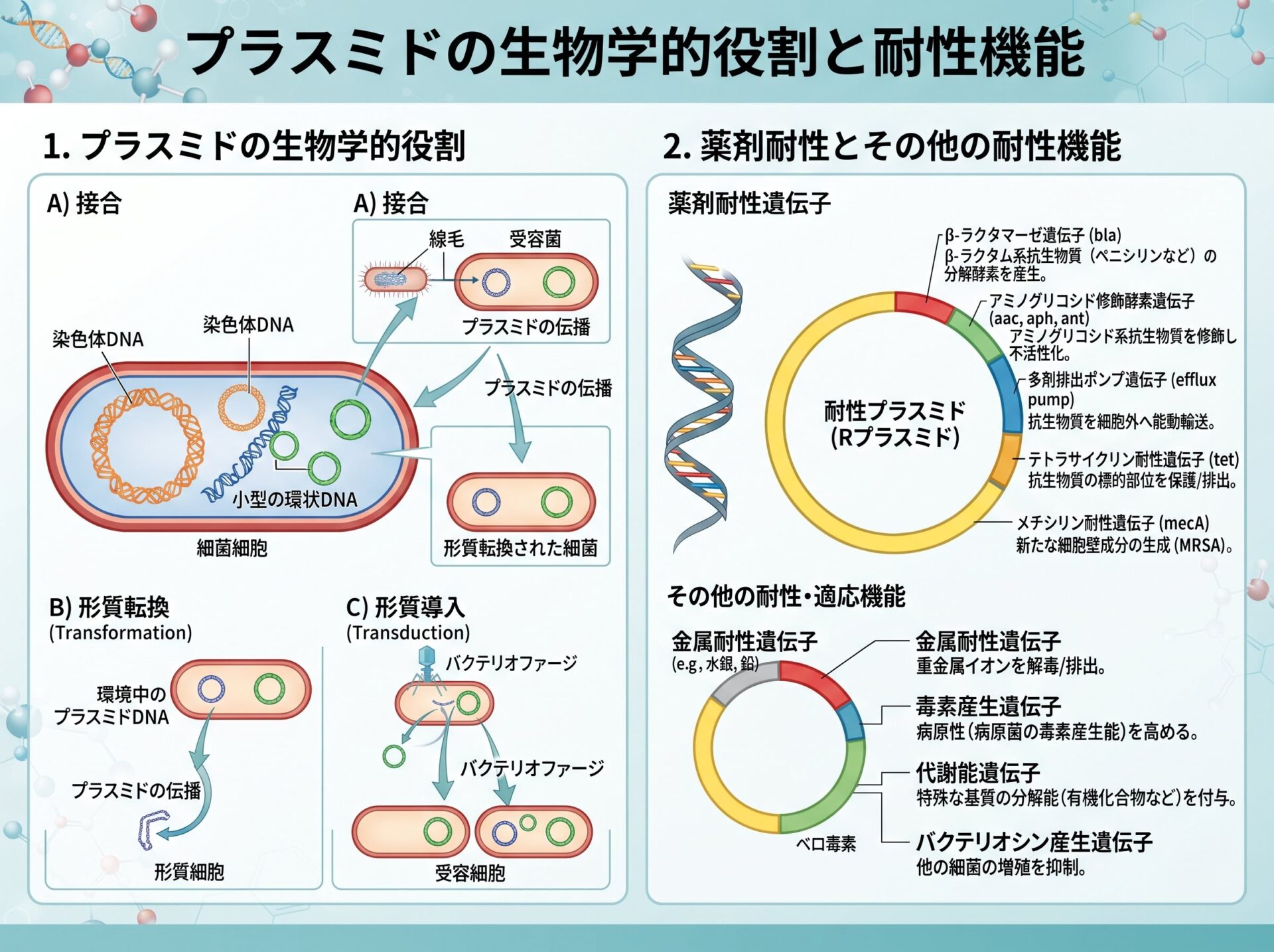 プラスミドの生物学的役割と耐性機能