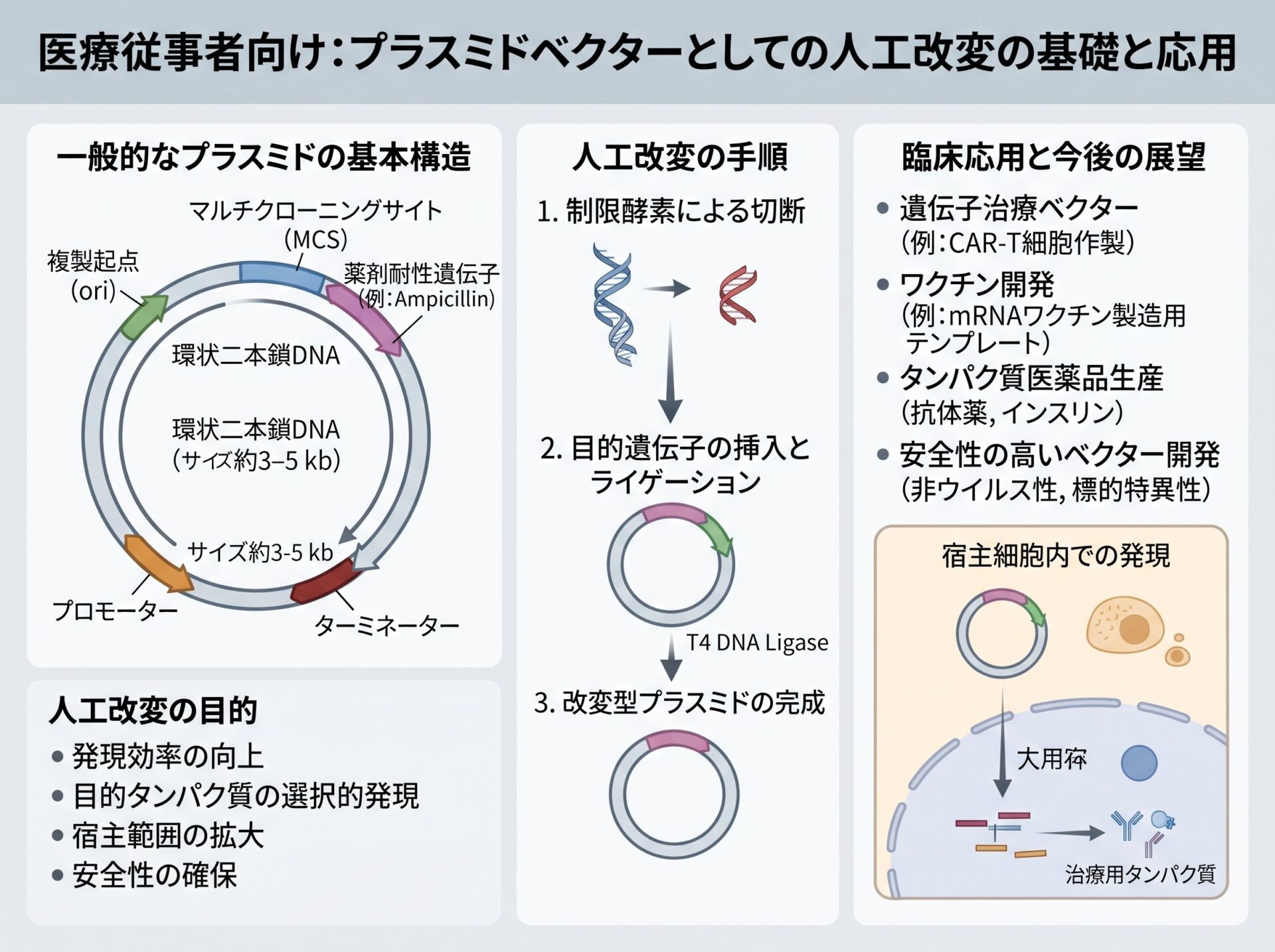 プラスミドベクターとしての人工改変