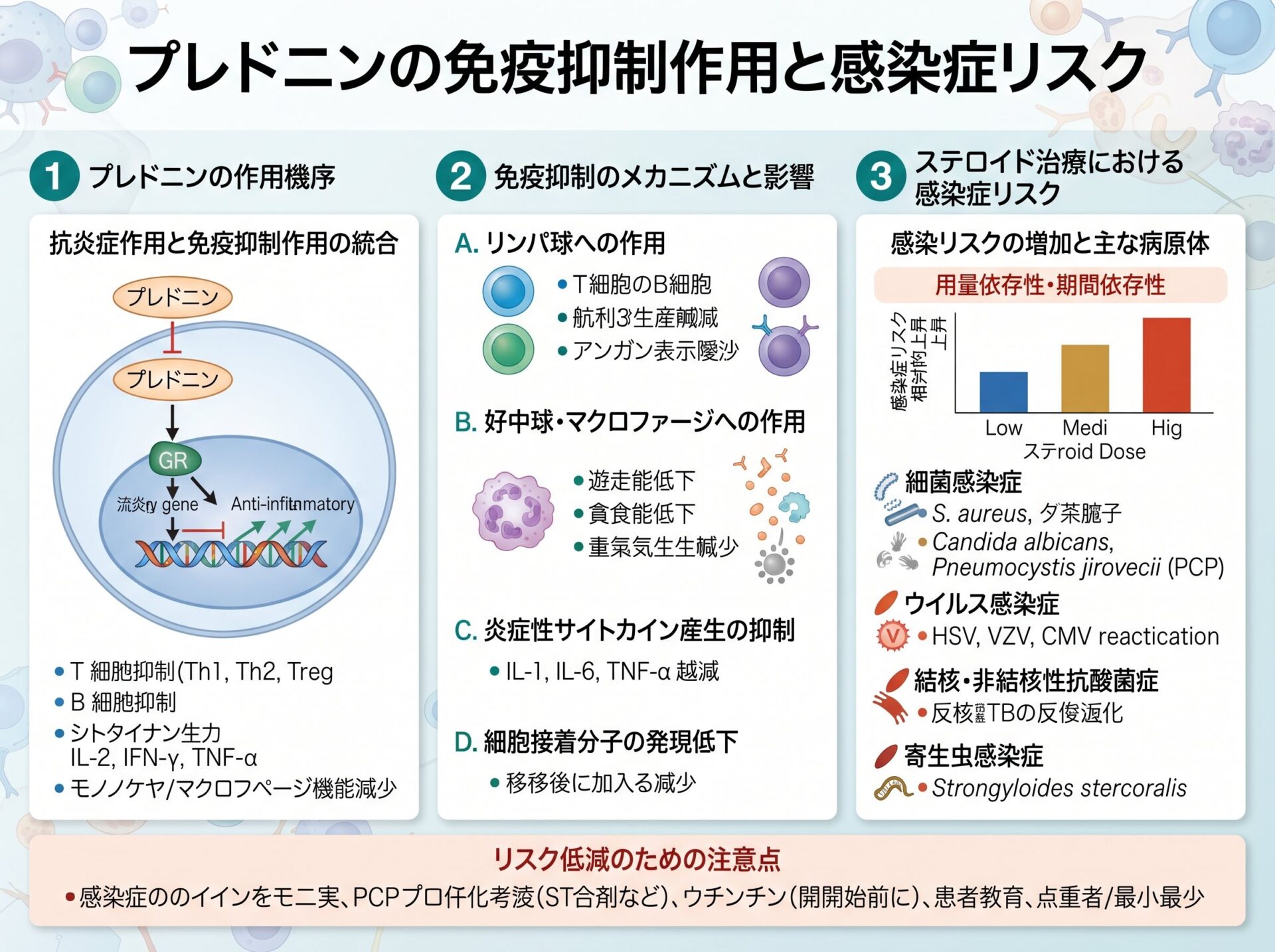 プレドニンの免疫抑制作用と感染症リスク