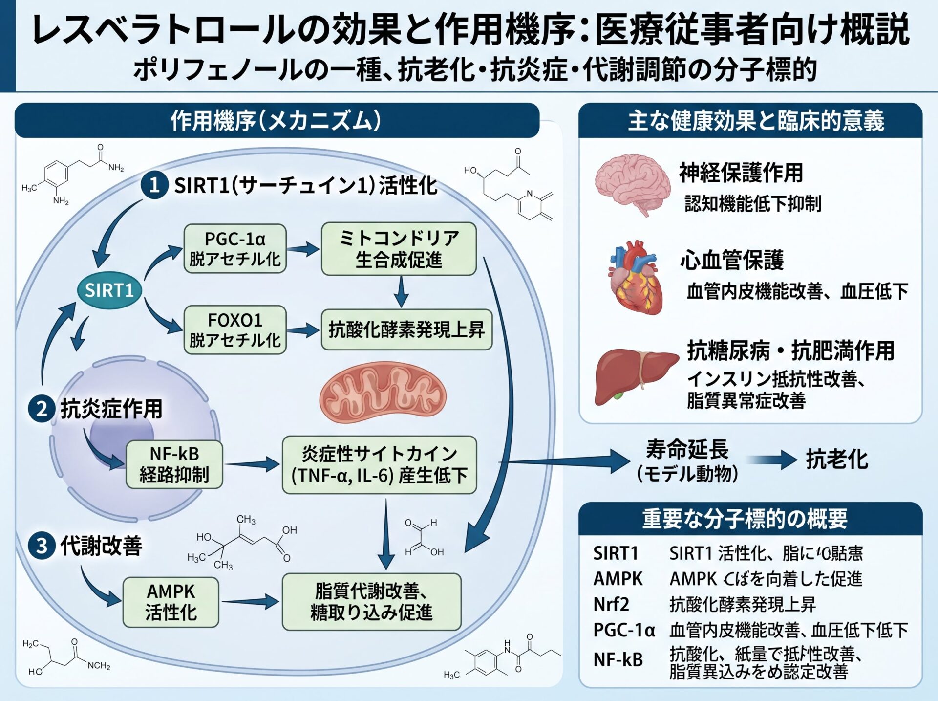 レスベラトロールの効果と作用機序