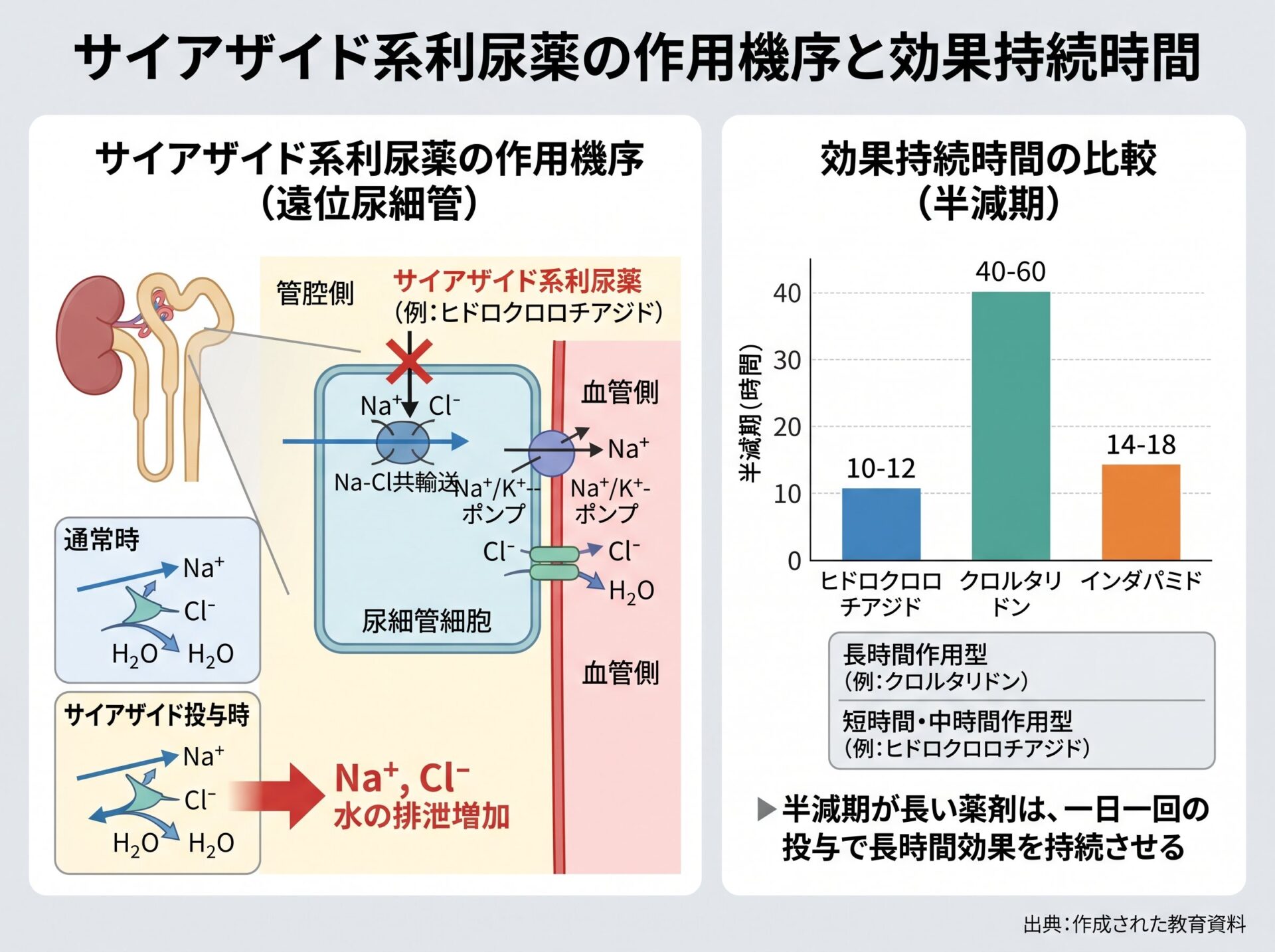 サイアザイド系利尿薬の作用機序と効果持続時間