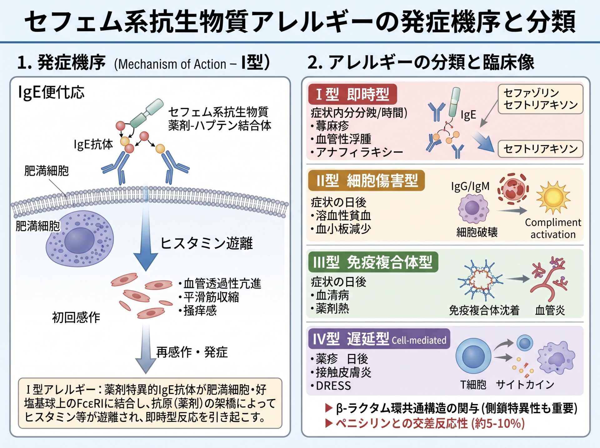 セフェム系抗生物質 アレルギー の発症機序と分類