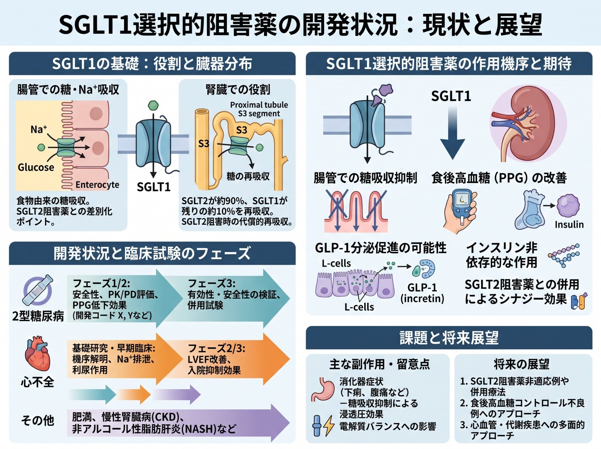sglt1選択的阻害薬の開発状況