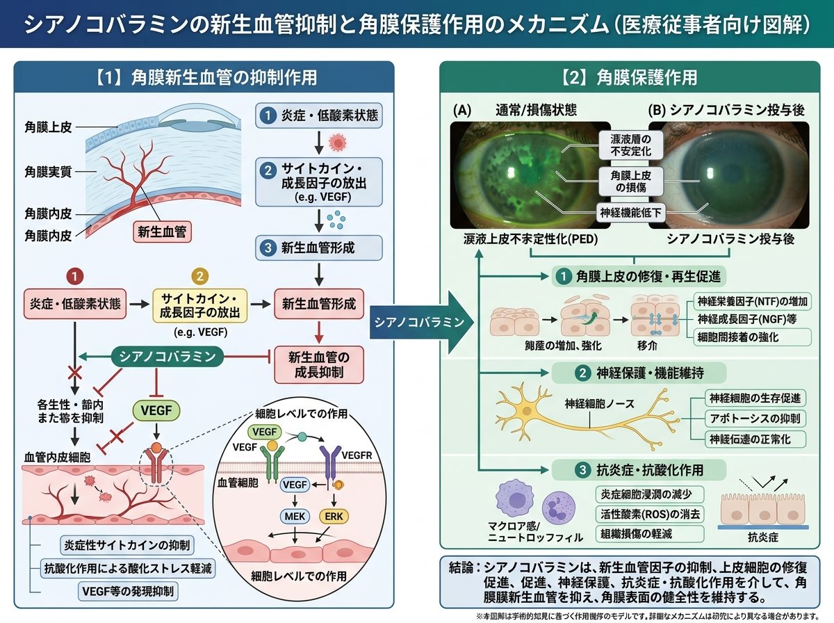 シアノコバラミンの新生血管抑制と角膜保護作用