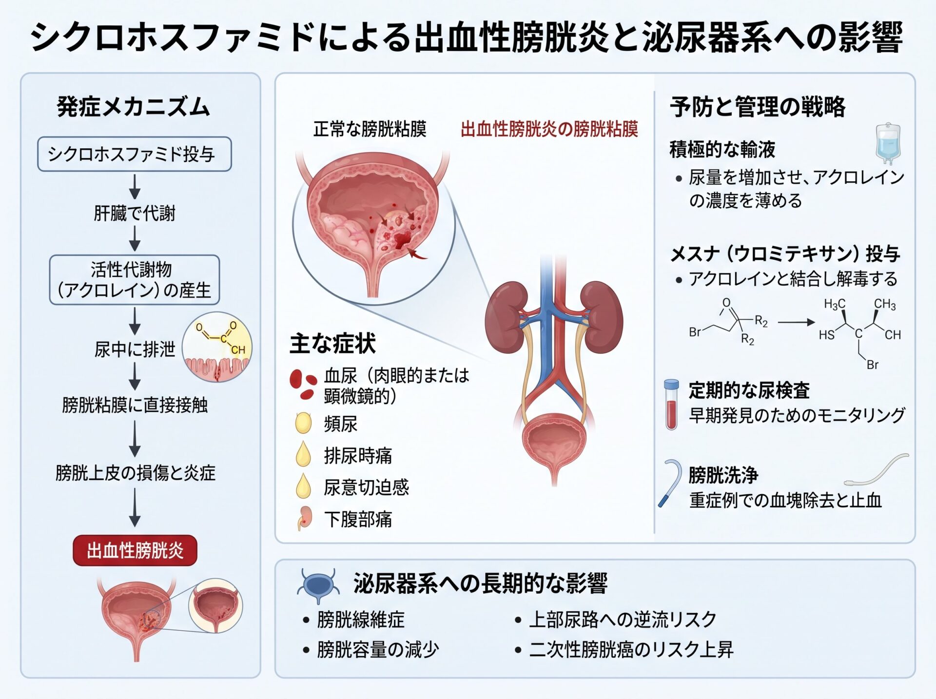 シクロホスファミドによる出血性膀胱炎と泌尿器系への影響