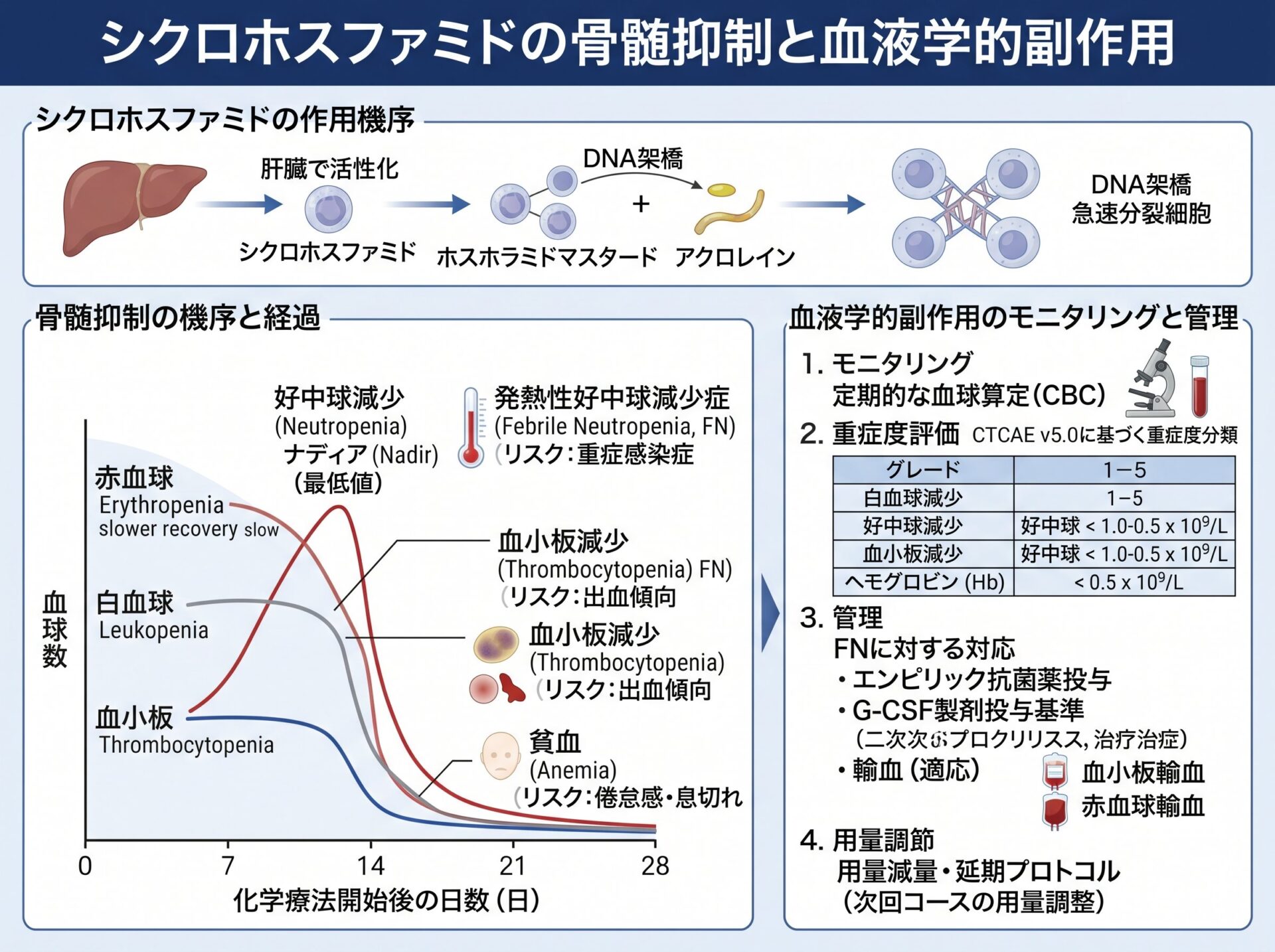 シクロホスファミドの骨髄抑制と血液学的副作用
