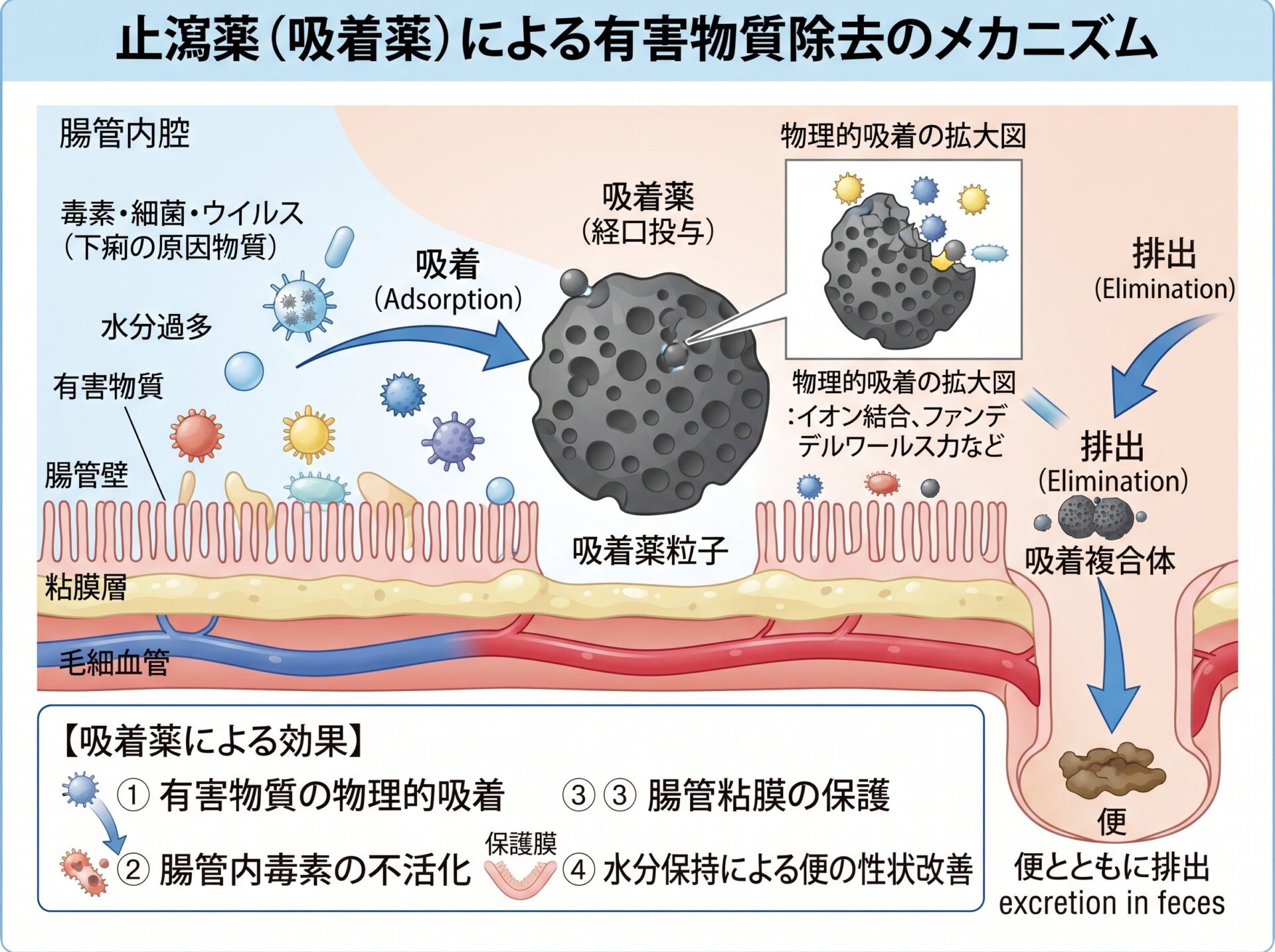 止瀉薬の吸着薬と有害物質除去のメカニズム