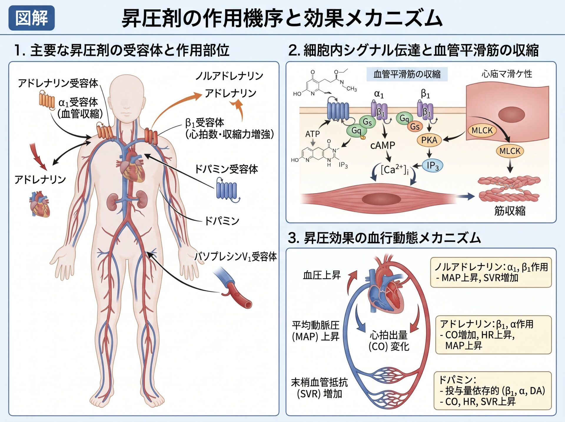 昇圧剤の作用機序と効果メカニズム