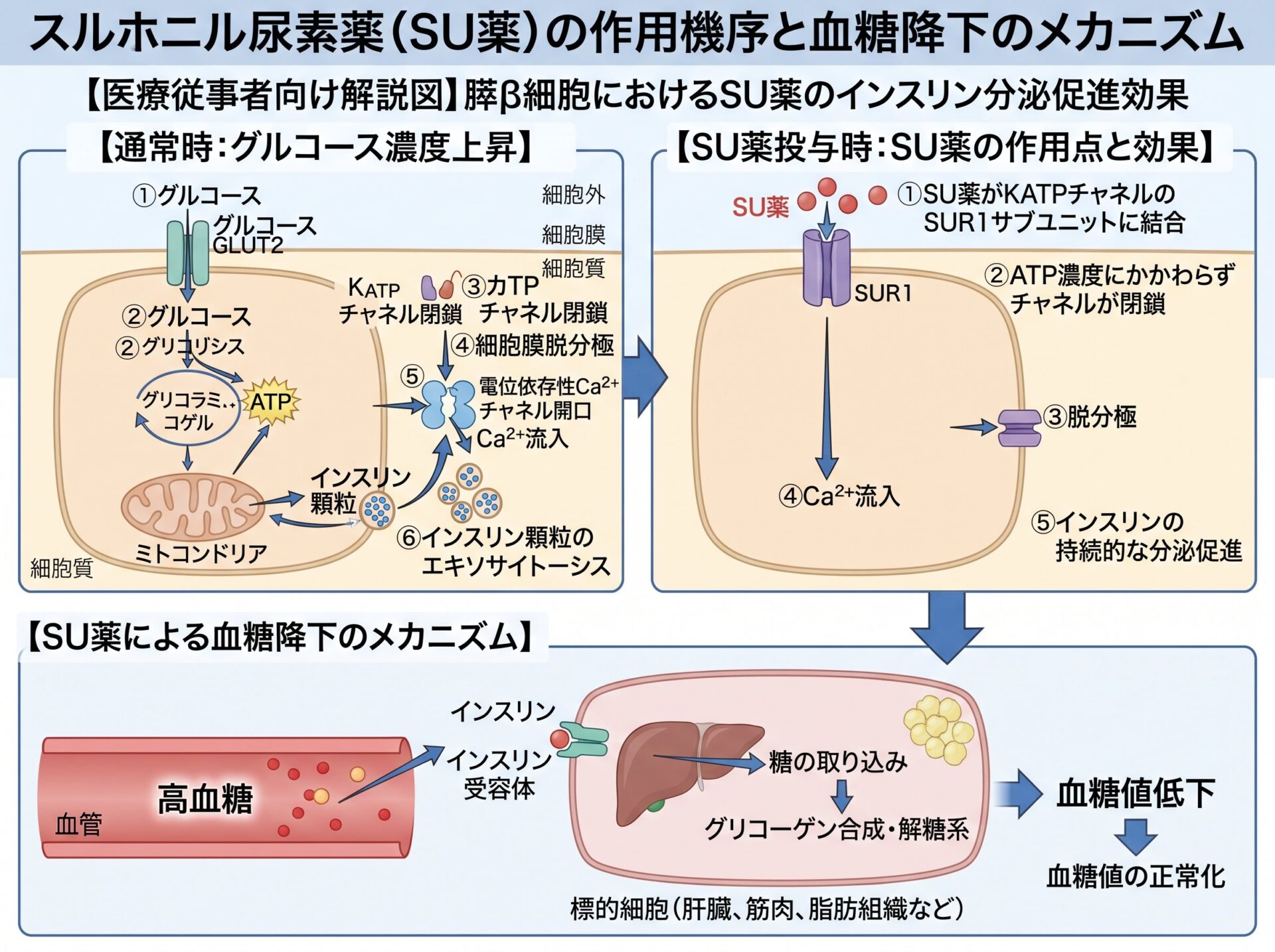 スルホニル尿素薬（SU）の作用機序と血糖降下のメカニズム