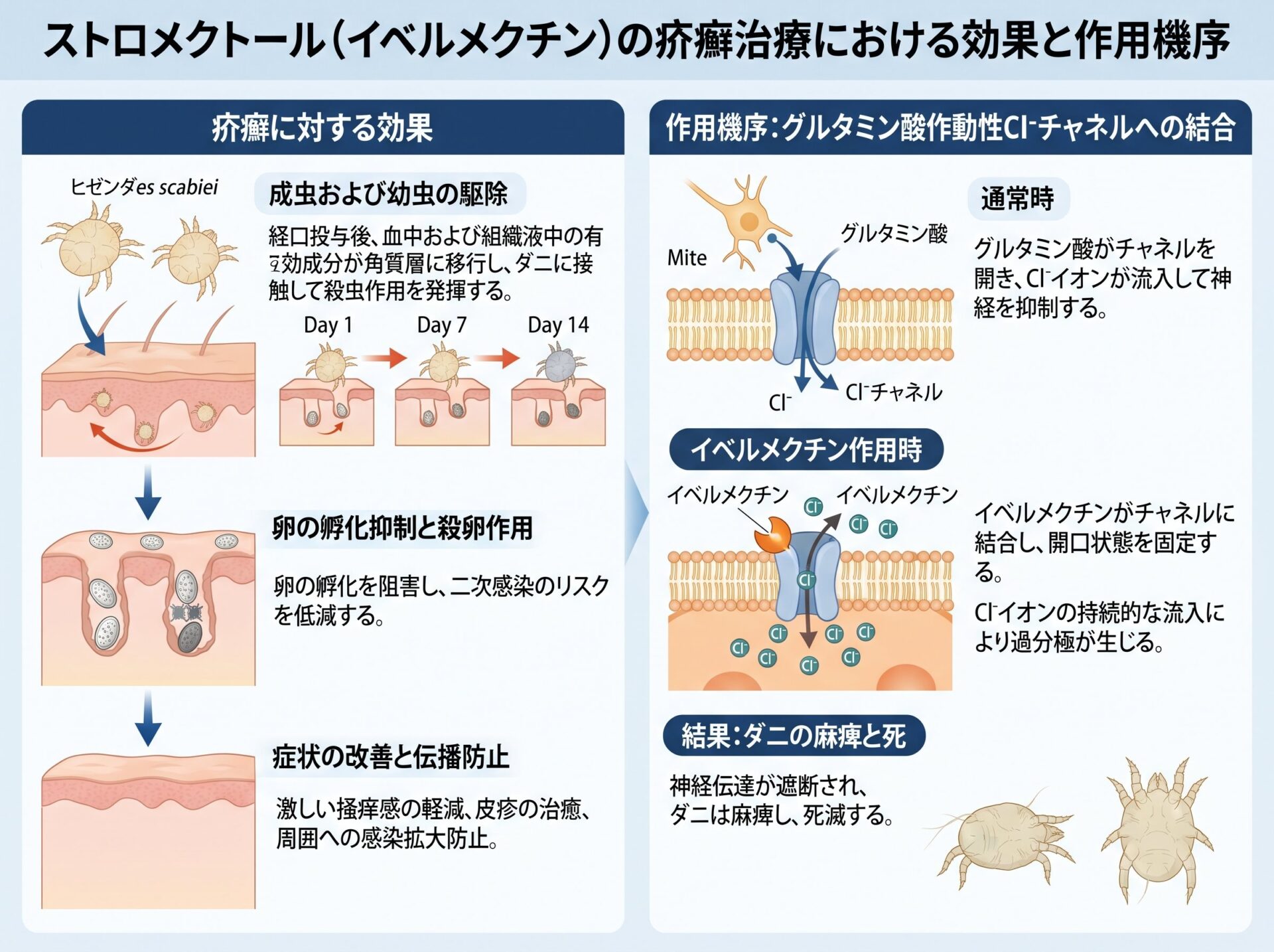 ストロメクトールの疥癬治療における効果と作用機序