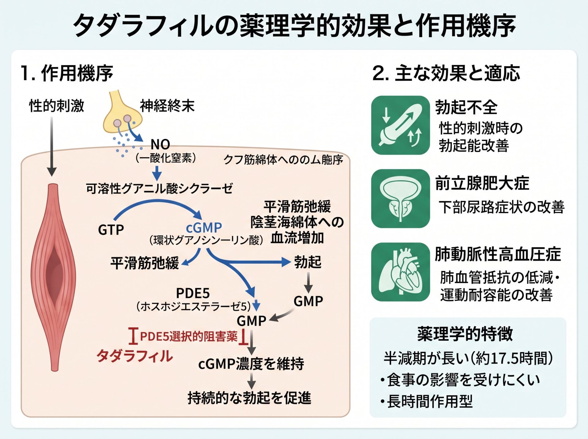 タダラフィルの効果と作用機序