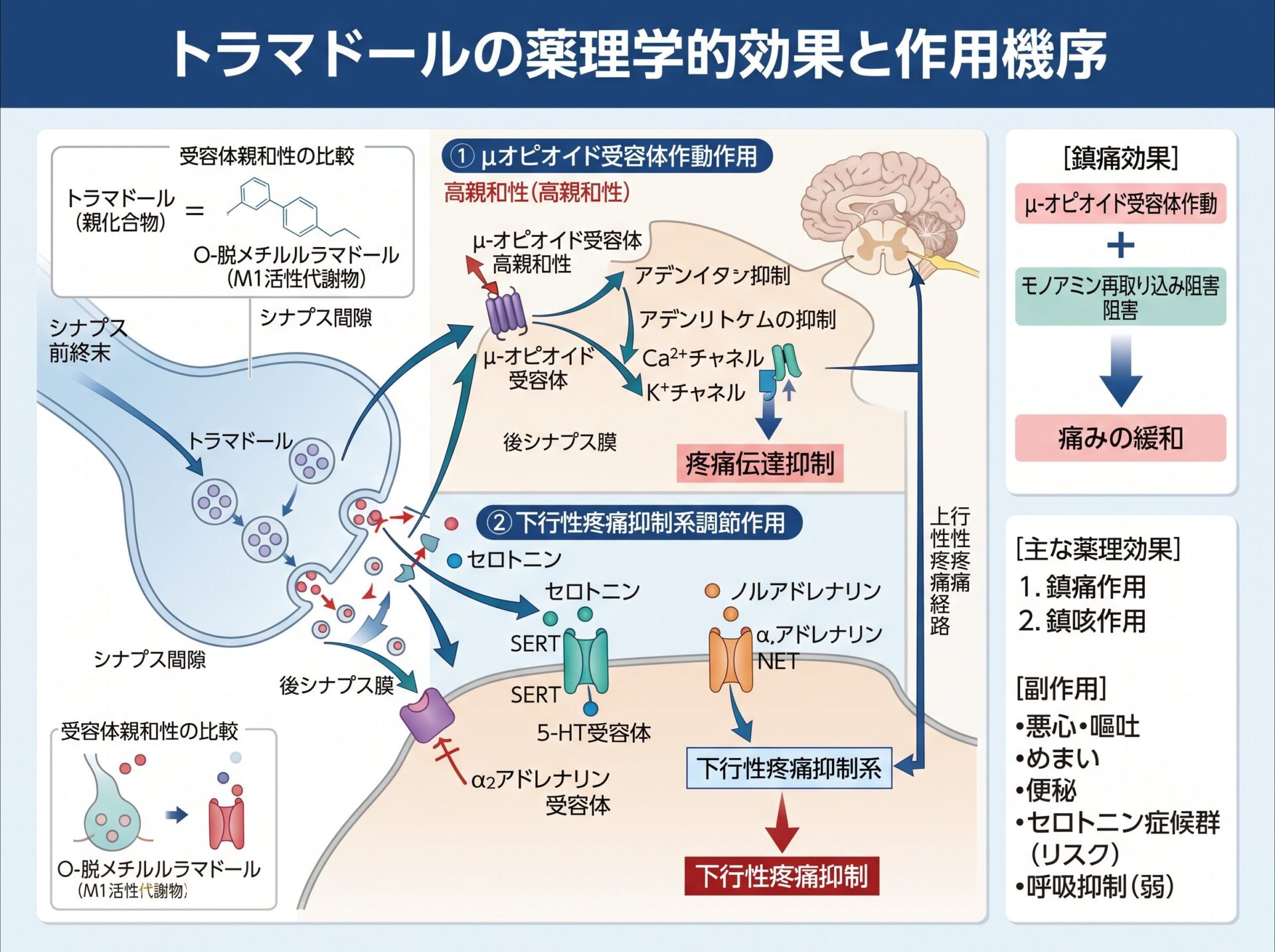トラマドールの薬理学的効果と作用機序