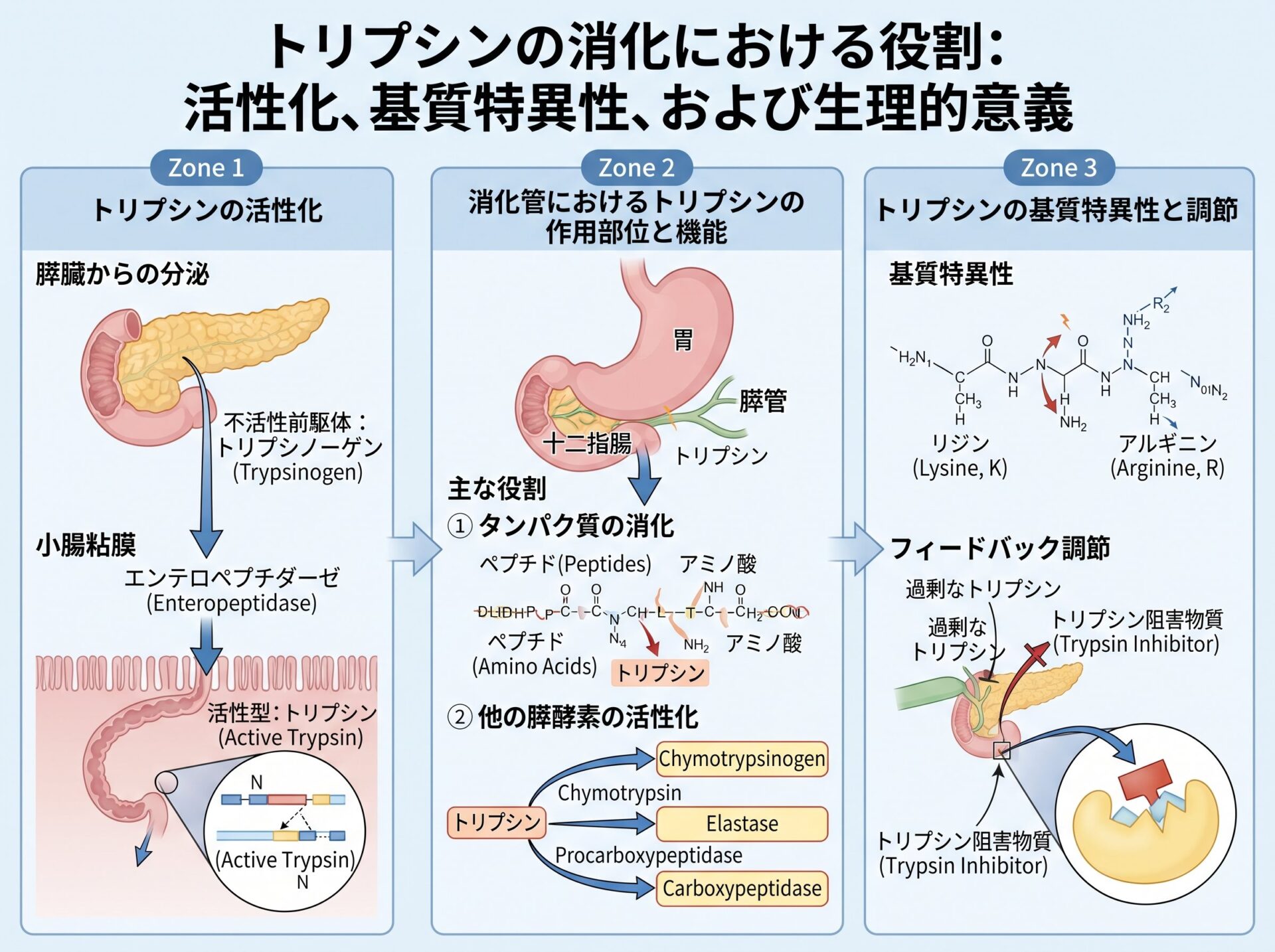 トリプシンの消化における役割
