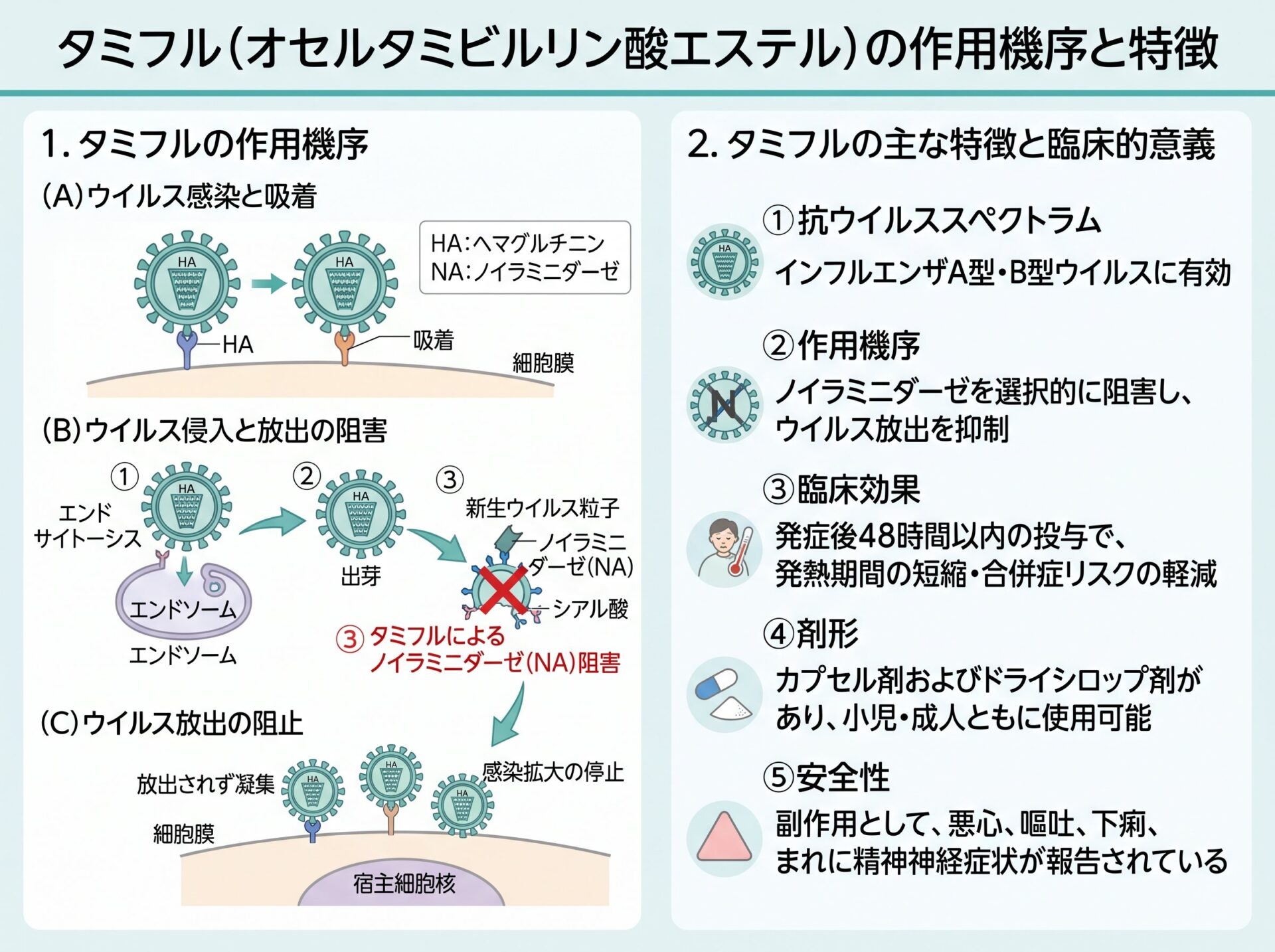 タミフルの作用機序と特徴